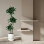 Tall potted plant beside a beige wall with two white floating shelves and a small stack of books nearby in a minimalist interior.