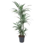 Tall dracaena plant with long green leaves in a dark pot, indoors on white background.