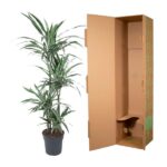 Tall potted plant beside a large open brown cardboard shipping box.