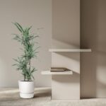 Tall green plant in a white pot sits beside a beige wall with two floating white shelves and a small stack of books on the lower shelf.