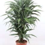 Dracaena plant with long green leaves in a terracotta pot on a white background.