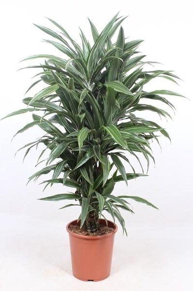 Dracaena plant with long green leaves in a terracotta pot on a white background.