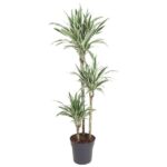 Variegated yucca/dracaena plant with multiple slender trunks in a dark gray pot, green and cream edged leaves growing in tufts at the top of each stem
