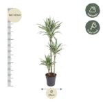 Tall potted yucca plant with multiple trunks; left scale marks 140–160 cm, pot ~24 cm across, plus care icons: half shade and watering weekly.