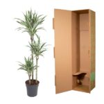 Potted dracaena plant beside an open tall cardboard shipping box, ready for packing.