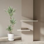 Tall potted plant with variegated leaves in a white pot beside two white floating shelves on a beige wall with a few books on the lower shelf.