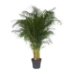 Indoor potted palm plant with feathery green fronds in a dark gray pot.