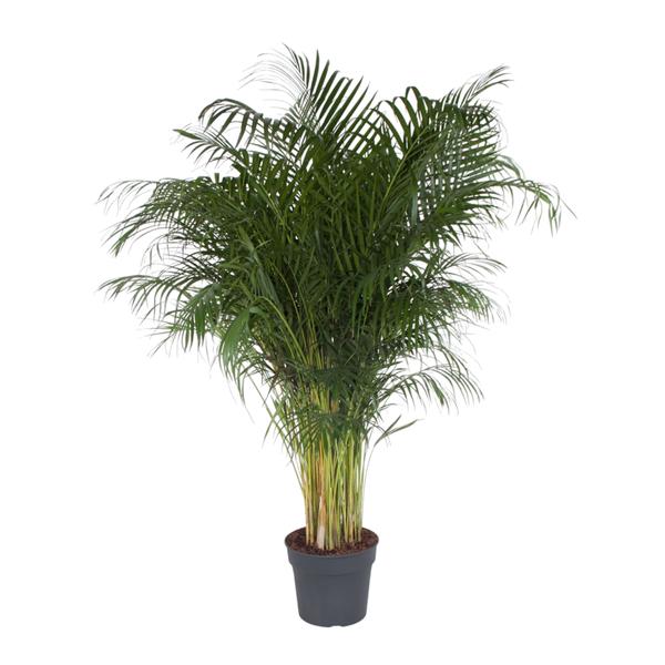 Indoor potted palm plant with feathery green fronds in a dark gray pot.