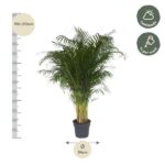 Tall potted palm plant, about 190–210 cm tall with a 34 cm pot; care notes: half shade and water weekly.