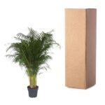 Potted palm plant next to a tall cardboard shipping box, both on a white background