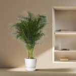 Tall potted palm in a white pot sits on the floor beside a beige wall and a built-in shelf with books and a laptop on display.