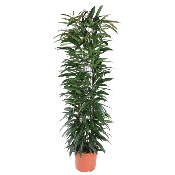Tall potted dracaena houseplant with a slim trunk and long dark-green leaves in a terracotta pot