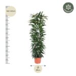 Tall leafy plant in a terracotta pot with height scale showing 140–160 cm and base diameter 29 cm.