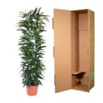 Tall leafy houseplant in a terracotta pot standing beside an open brown cardboard shipping box.