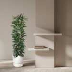 Tall leafy plant in a white pot sits beside a beige wall with two white floating shelves and a small stack of books nearby.