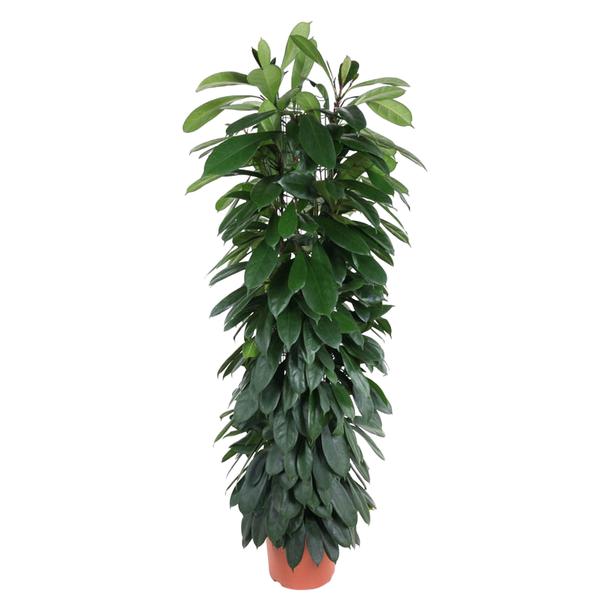 Tall potted houseplant with dense glossy green leaves in a terracotta pot.