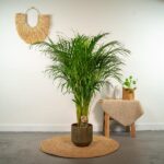 Tall indoor palm plant in a ceramic pot sits on a circular woven rug; a small table with a beige cloth and potted plant stands to the right, with a woven wall hanging on a pale wall.