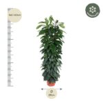 Tall leafy potted houseplant, about 140–160 cm tall with a 29 cm base diameter; winter-hardy badge in the corner.