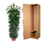 Tall leafy potted houseplant next to an open cardboard shipping box.