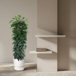 Tall leafy plant in a white pot beside beige wall with two white floating shelves and a small stack of books.