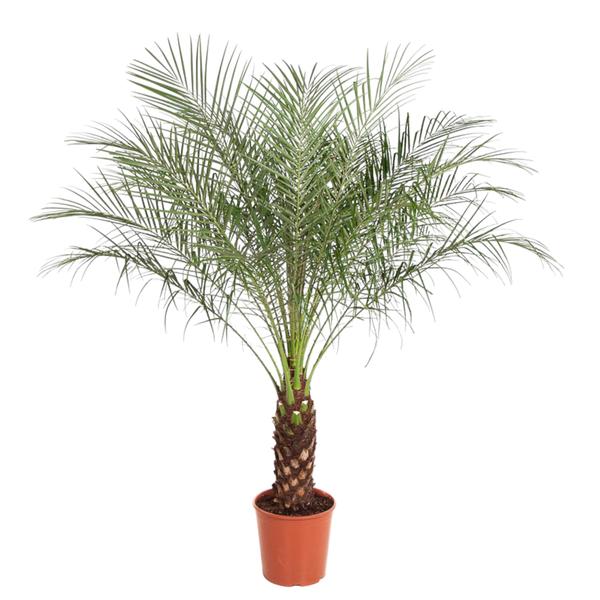 Potted palm tree with slender trunk and feathery green fronds in a terracotta pot.