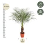 Indoor palm plant in a terracotta pot, with a left height ruler marked 140–160 cm and a bottom circle noting 27 cm diameter; icons indicate half shade and winter hardy.