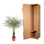 Small potted palm plant beside an open brown cardboard shipping box with a green pattern on the side