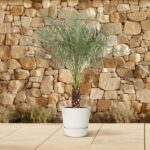 Small palm tree in a white pot on a tiled patio with a stone wall behind it.