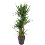 Yucca plant with two slender trunks and clusters of long, spiky green leaves in a dark pot.