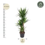 Tall potted yucca plant with a measuring scale showing 170–190 cm and a 34 cm pot.