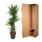 Yucca plant in a black pot beside an open tall cardboard shipping box.