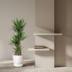 Tall potted plant beside a beige column with two floating white shelves holding a few books.