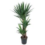 Tall yucca plant with multiple trunks in a dark gray pot, green sword-like leaves spread upward