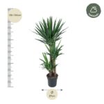 Tall Yucca plant in a dark pot with a height scale reading 130–150 cm and a base width of 27 cm; 'halfshade' logo in the corner.