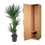 Tall potted yucca plant next to an open brown cardboard shipping box.