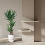Tall green potted plant beside a beige wall with two white floating shelves; a small stack of books rests on the lower shelf.