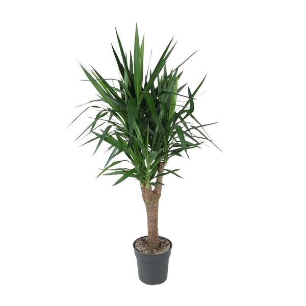 Yucca cane plant in a gray pot with long slender green leaves extending from a woody trunk.