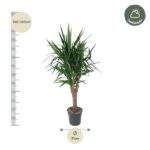 Tall potted plant with a slim trunk and spiky green leaves, shown beside a ruler indicating 140–160 cm height and a 31 cm pot diameter; Halfshade logo top-right.