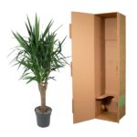 Yucca plant in a gray pot beside an open brown cardboard shipping box, ready for packaging or transport.
