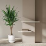 Tall indoor plant in a white pot beside a beige wall with two floating white shelves and a small stack of books nearby.