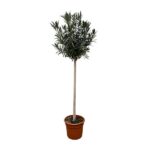 Young potted tree with a tall, straight trunk and dense, dark-green leaves in a terracotta pot.