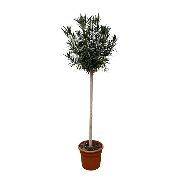 Young potted tree with a tall, straight trunk and dense, dark-green leaves in a terracotta pot.