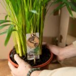 Person holds a potted palm plant with a care tag attached to the soil pot.
