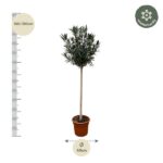 Tall olive tree in a terracotta pot, about 160–180 cm tall with a 40 cm diameter, shown with a left measurement scale and a winter-hardy badge.