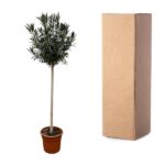 Potted indoor tree with a tall trunk beside a tall cardboard shipping box on a white background.