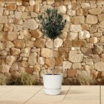 Small olive tree in a white pot on a light tiled patio, with a tan stone wall behind.