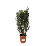 Olive bush in a terracotta pot with a white label on the side.