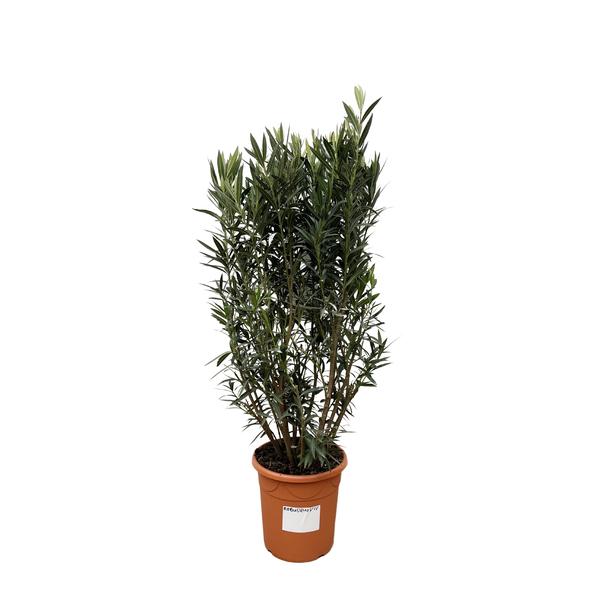 Olive bush in a terracotta pot with a white label on the side.