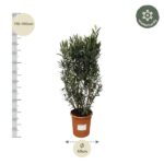Olive tree in a terracotta pot with height guide 170–190 cm on the left and a 40 cm pot diameter; winter-hardy badge.