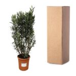Olive tree in a terracotta pot beside a large cardboard shipping box.